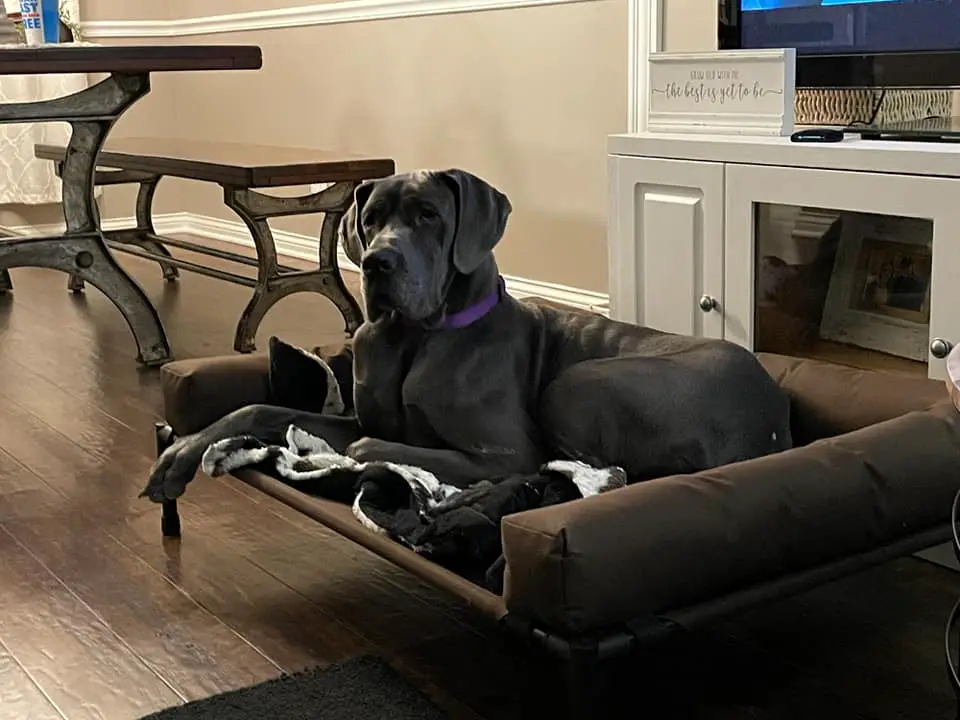 can a great dane live in an apartment