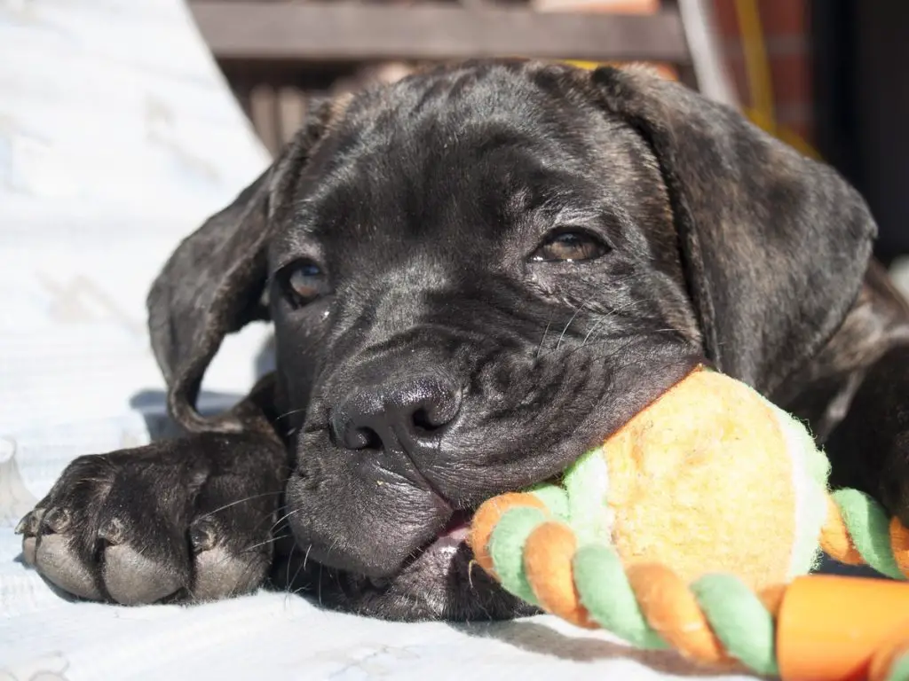 what do i feed my cane corso puppy