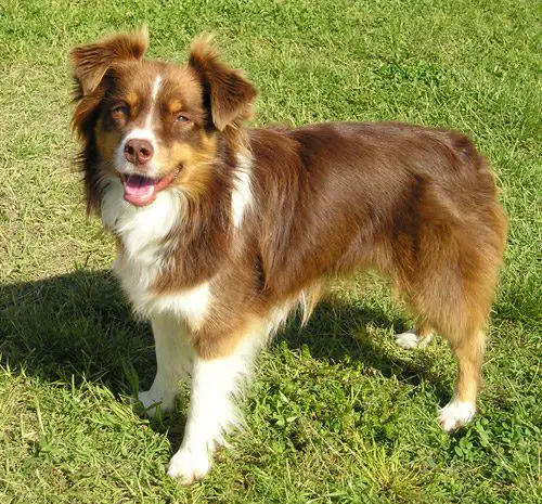 are miniature australian shepherds affectionate