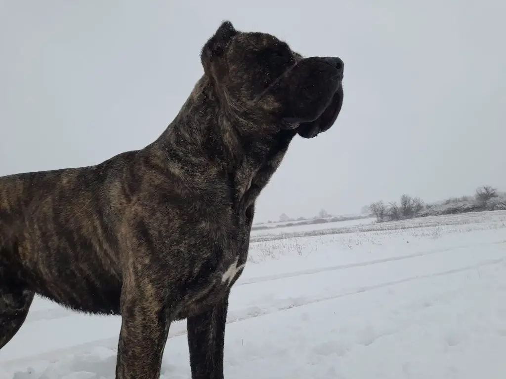 when do female cane corsos stop growing