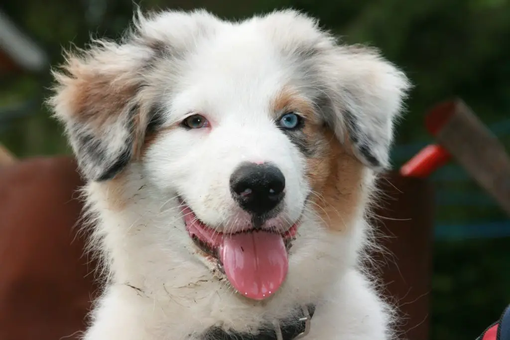 are australian shepherds dogs good with other animals