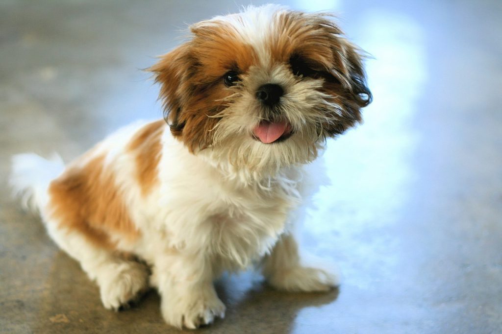 do shih tzu puppies bark a lot