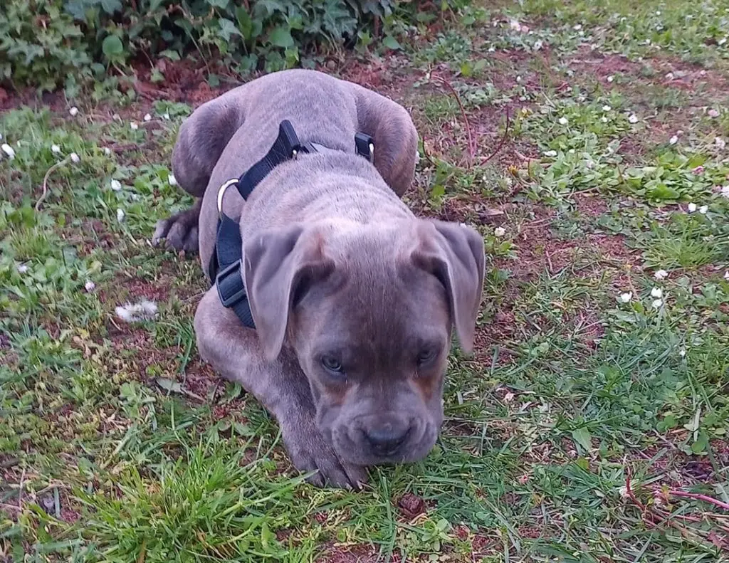 how long does it take to potty train a cane corso