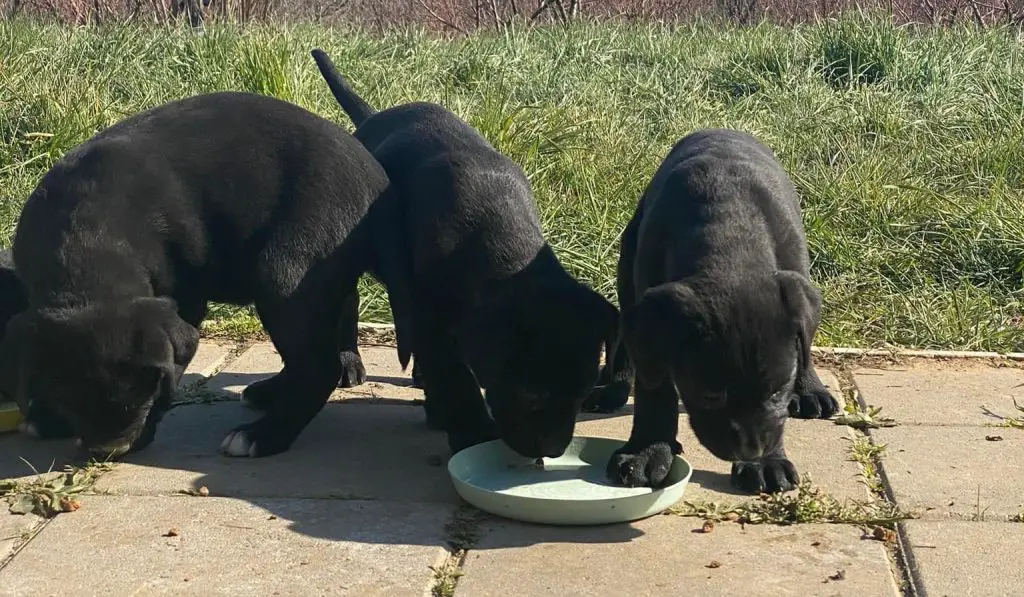 at what age can puppies start drinking water