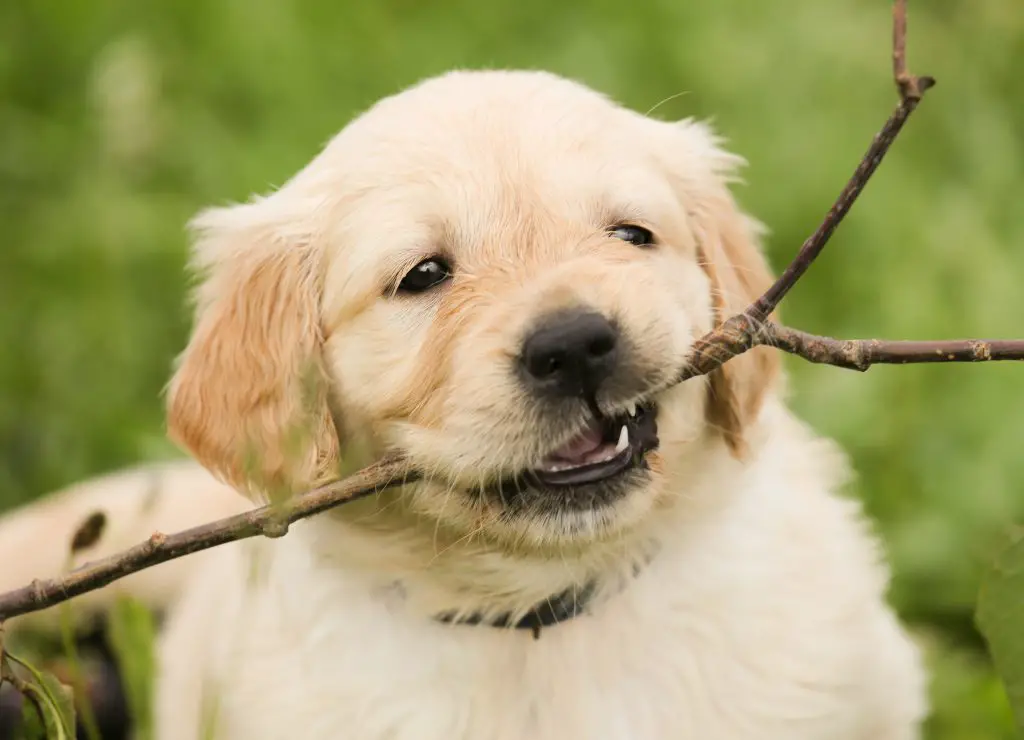 do dogs have bad breath when teething