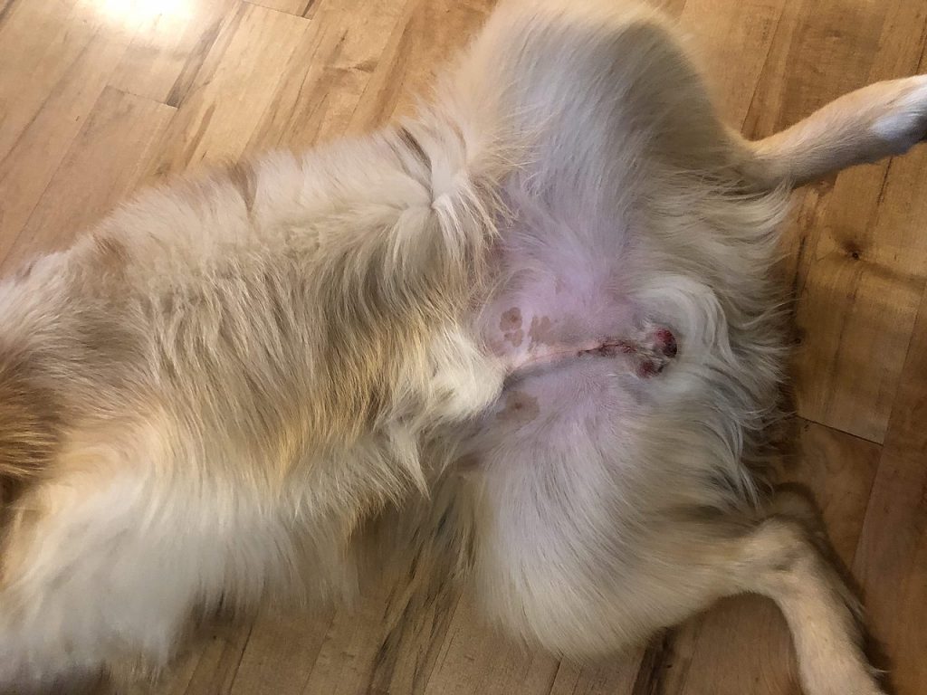Can Dogs Get Hernias After Being Spayed can-you-show-a-spayed-dog