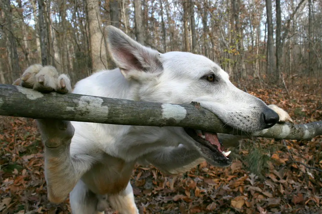 can a dog get sick from eating wood