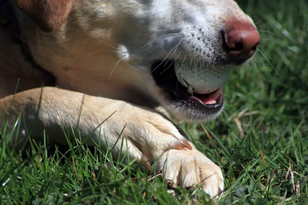 can a dog get sick from eating wood