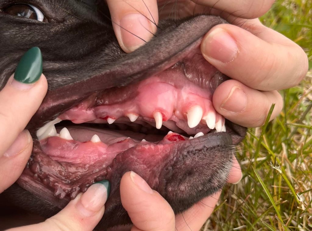 What Happens When Dogs Lose Teeth