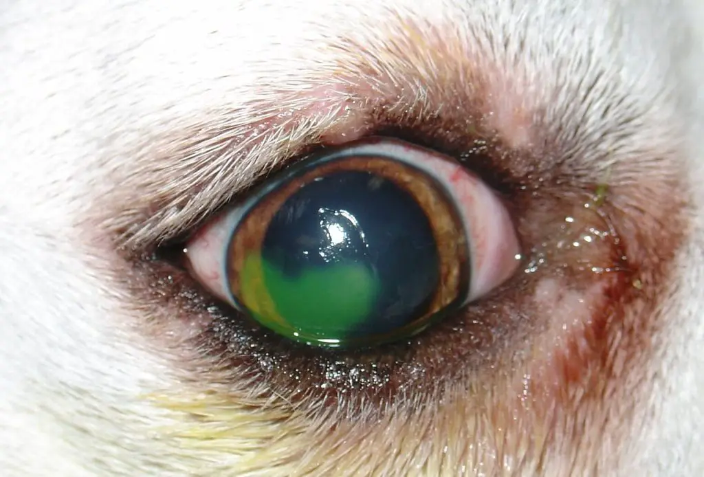 what happens if a dogs eye ruptures