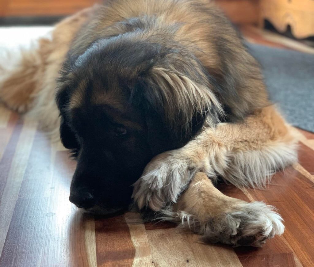 What Does It Mean When A Dog Throws Up Feces