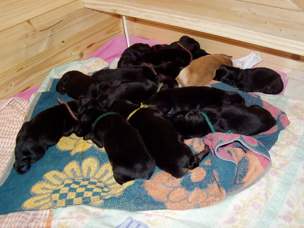 how do you take care of a litter of puppies