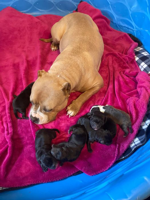 Why Do Dogs Separate Their Puppies