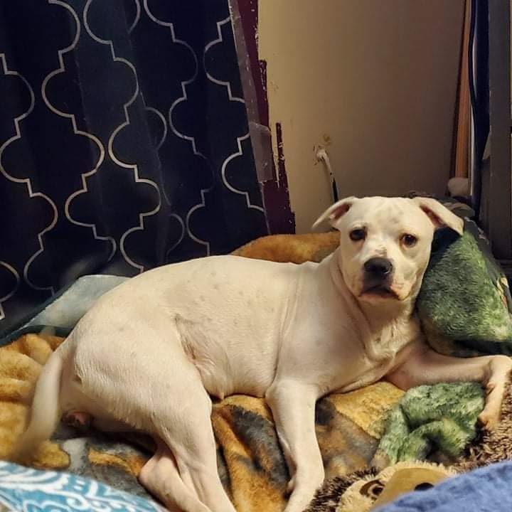 Why Do Dogs Separate Their Puppies