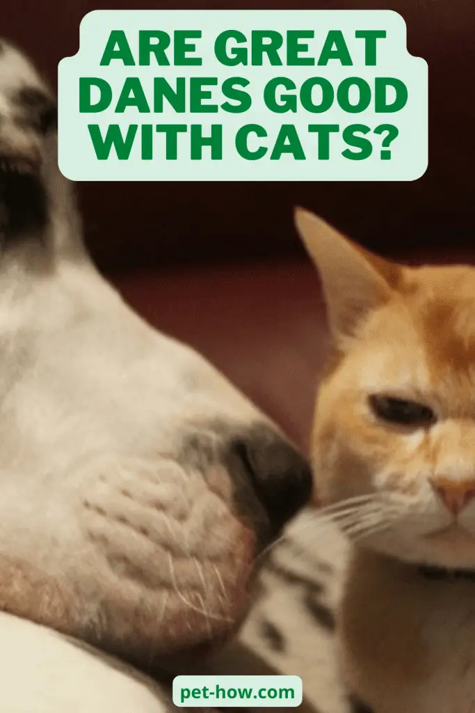 Are Great Danes Good With Cats? (Answered!)