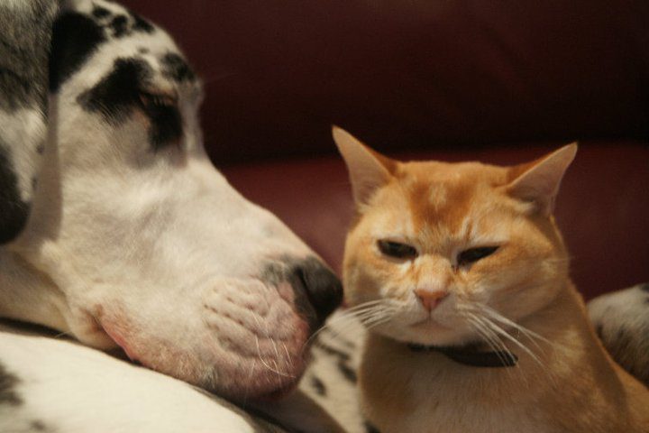 Are Great Danes Good With Cats