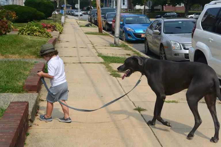 Are Great Danes Good With Kids? (Answered!)
