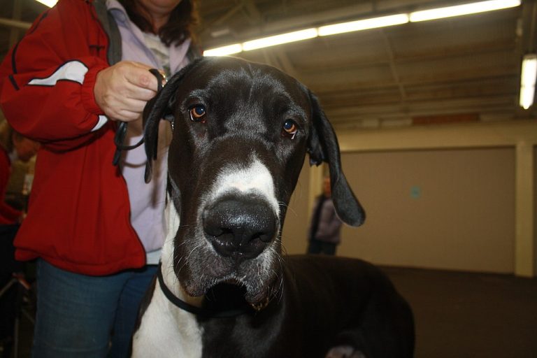 Can Great Danes Be Left Alone? (Answered!)