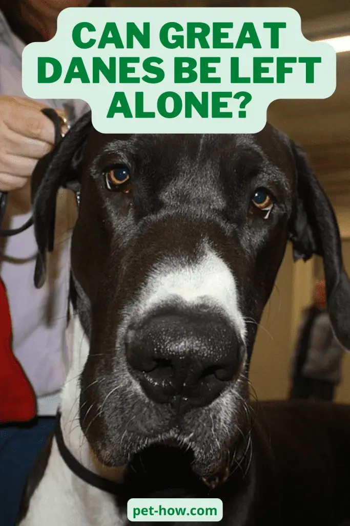 Can Great Danes Be Left Alone? (Answered!)