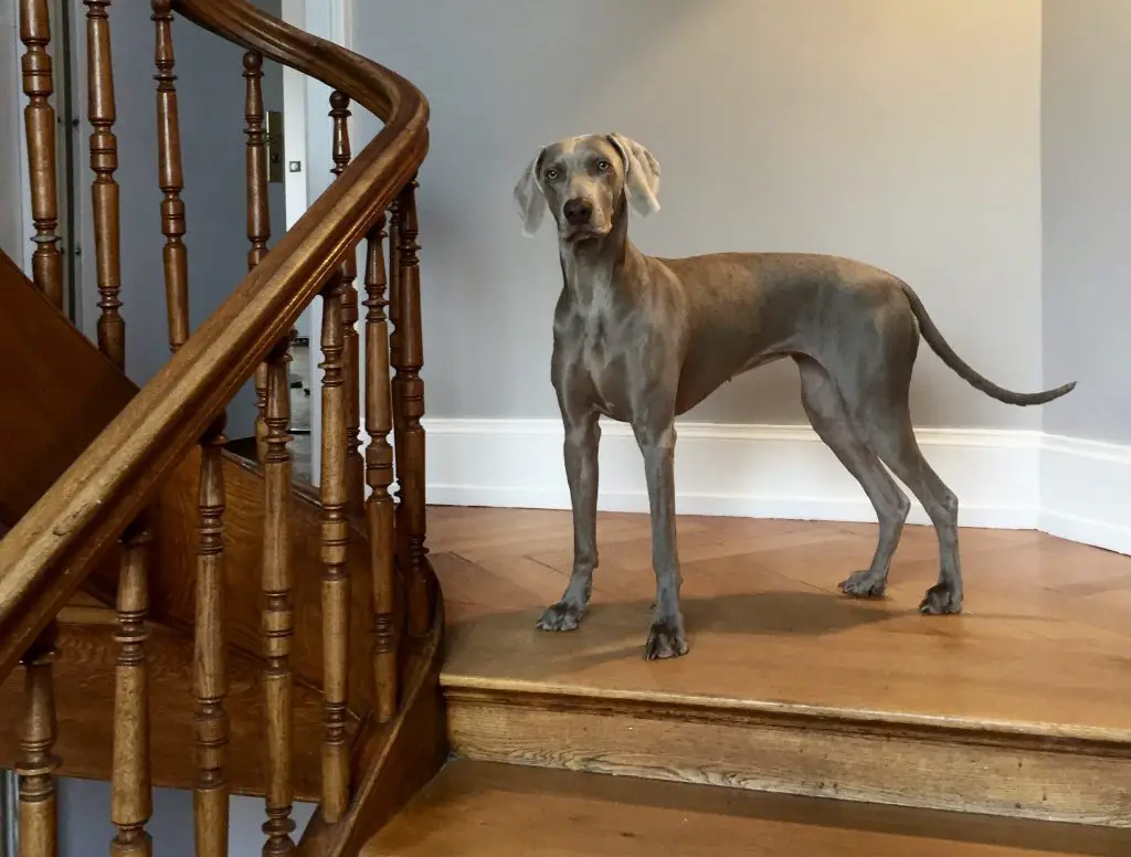 Can Great Danes Use Stairs