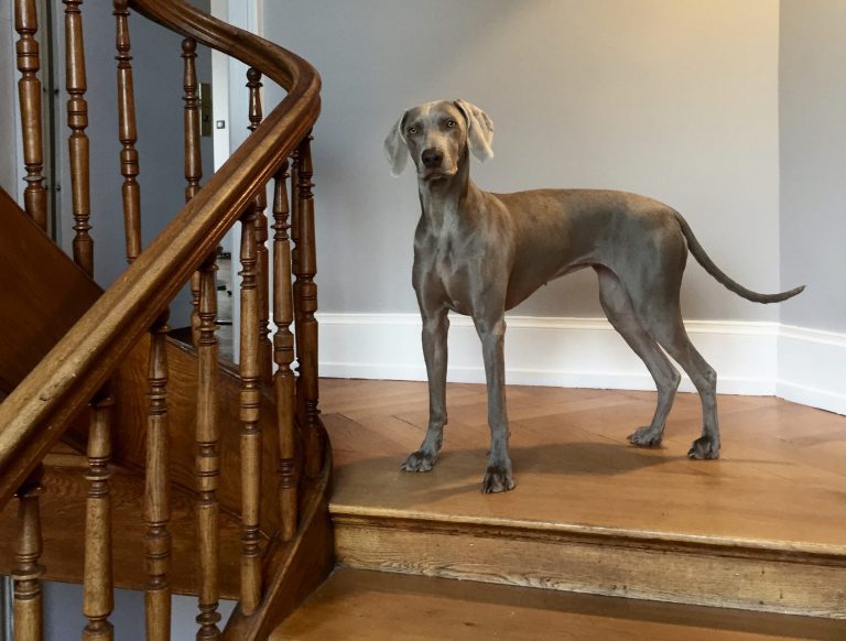 Can Great Danes Use Stairs? (Explained!)
