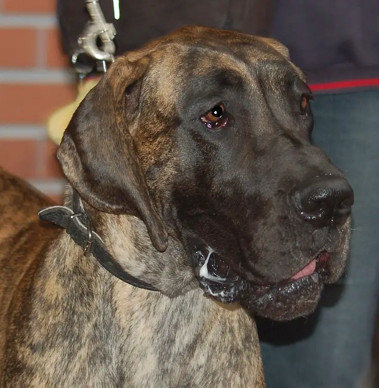 Do Great Danes Drool a Lot? (Answered!)