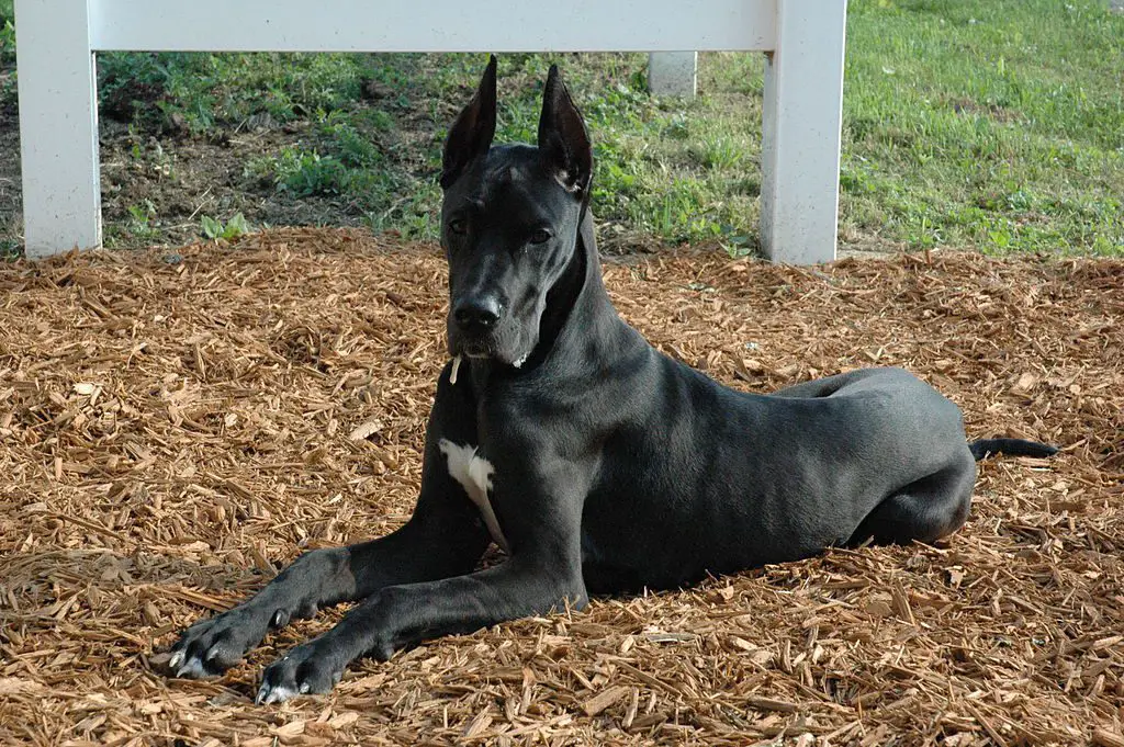 What Color Are Most Great Danes