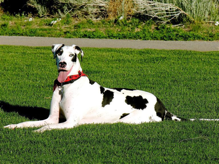 What Color Are Most Great Danes? (Explained!)