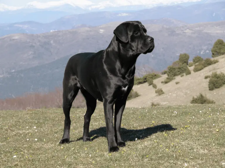 5 Ways To Stimulate a Cane Corso: Fun Activities For Your Dog