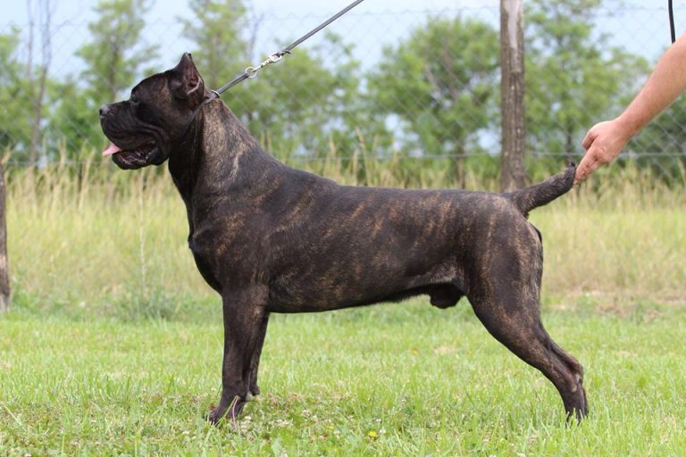 6 Reasons Your Cane Corso Farts So Much (And What You Can Do About It)