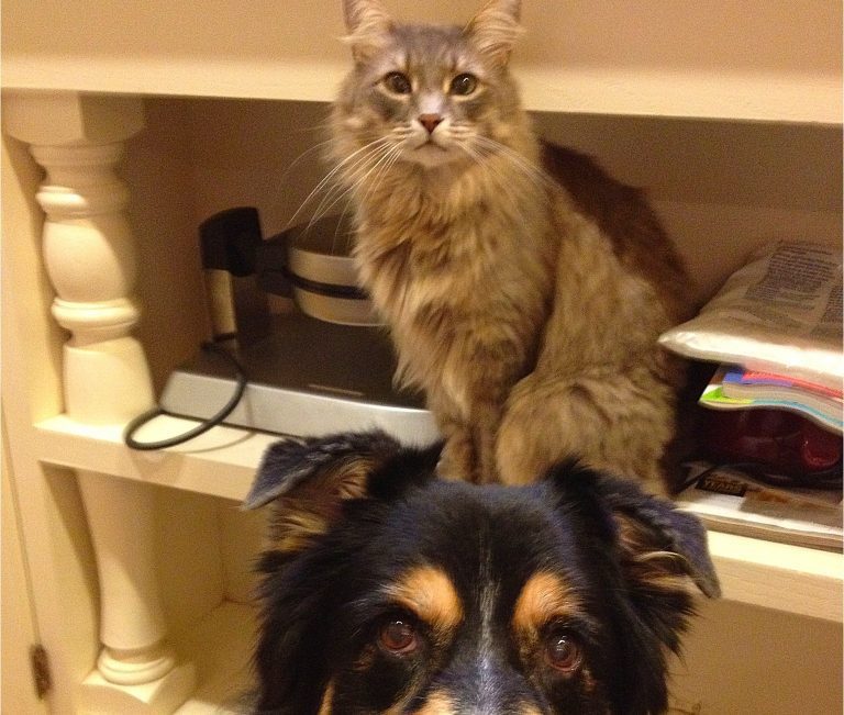 Are Australian Shepherds Good With Cats?