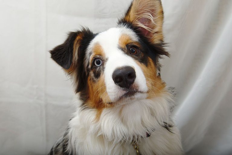 Are Australian Shepherds Prone to Developing Skin Allergies? (Explained!)