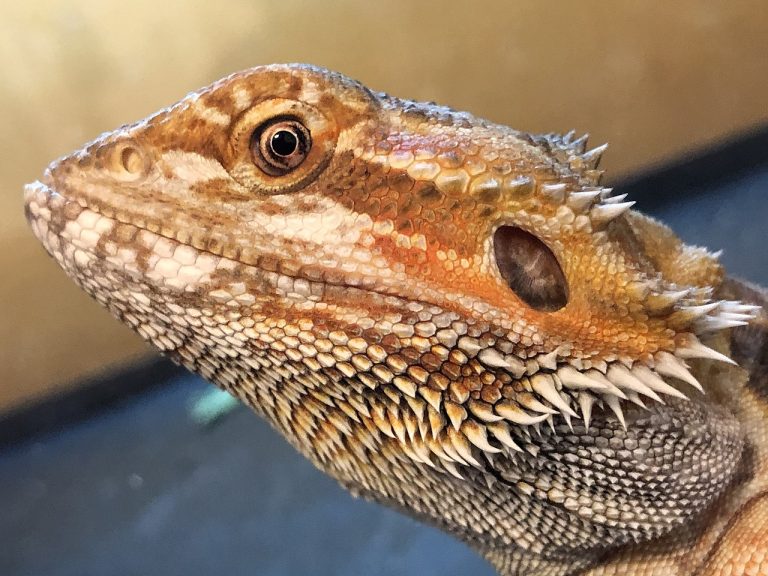 Are Bearded Dragons Great To Keep as Pets? (Explained!)