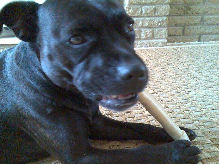 Are Cane Corso Big Chewers? (Answered!)