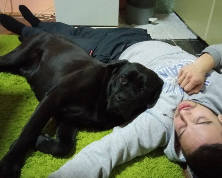 Are Cane Corso Dogs Cuddly? (Answered!)