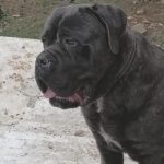 Are Cane Corso Good Family Dogs? (Answered!)