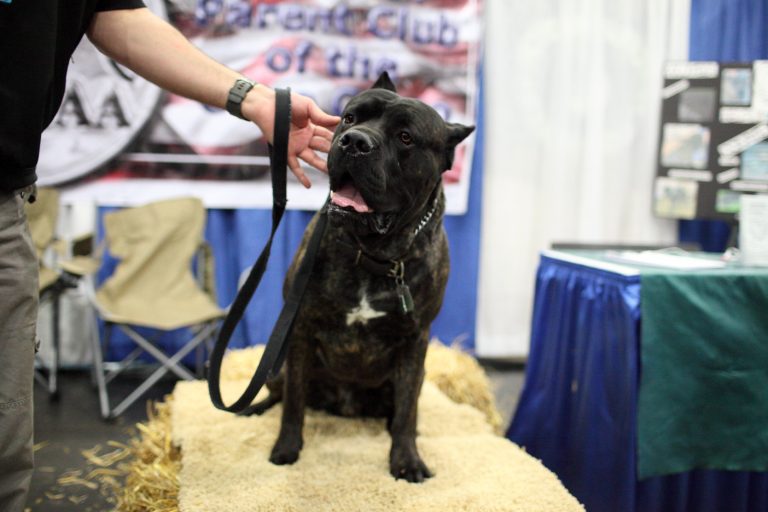 Are Cane Corsos Good For First-Time Owners?