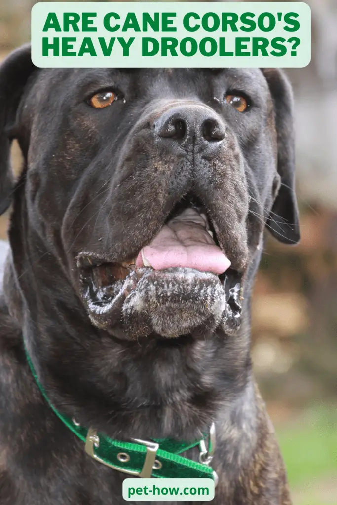 Are Cane Corso's Heavy Droolers? (Answered!)