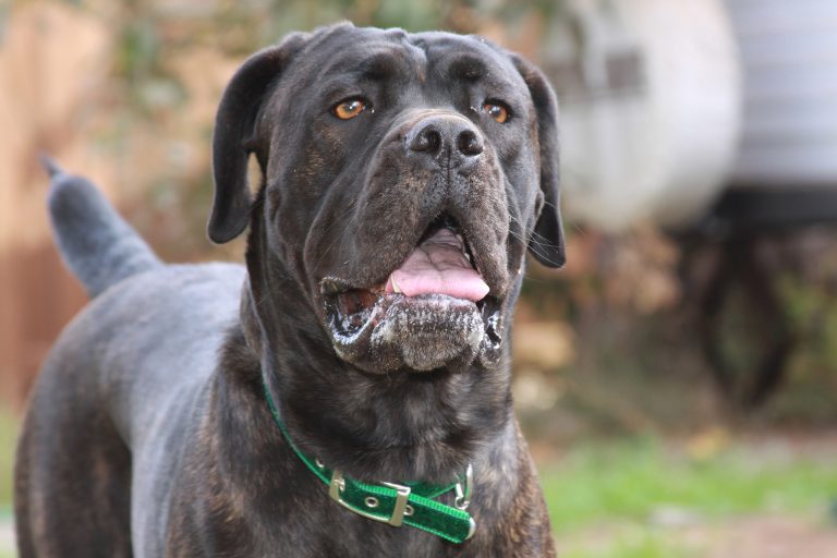 Are Cane Corso’s Heavy Droolers? (Answered!)