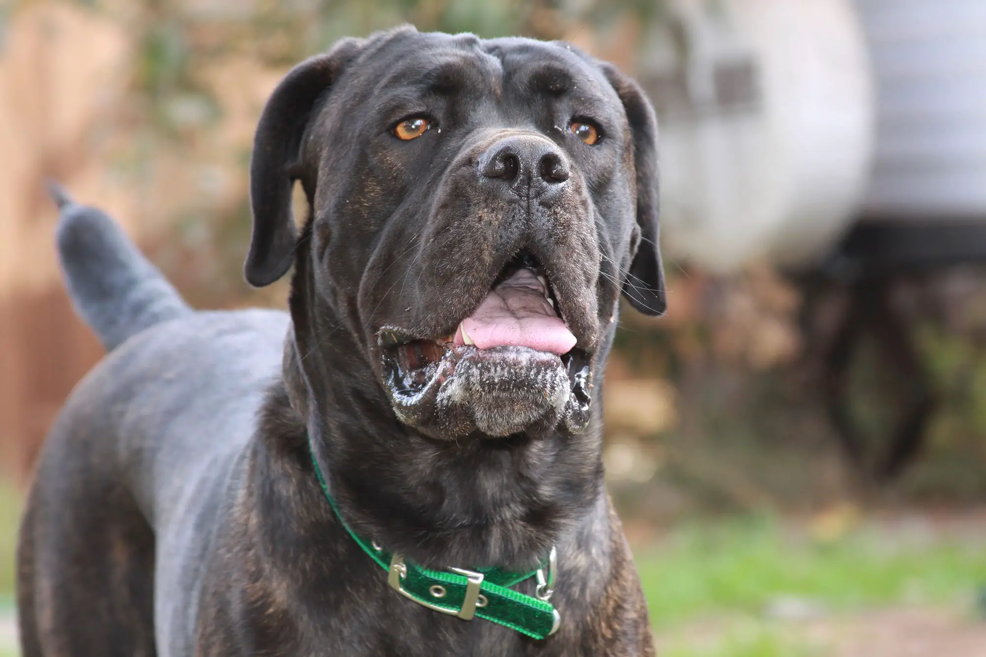 Are Cane Corso's Heavy Droolers