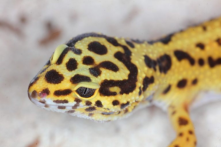 Are Leopard Geckos Great Exotic Pets?