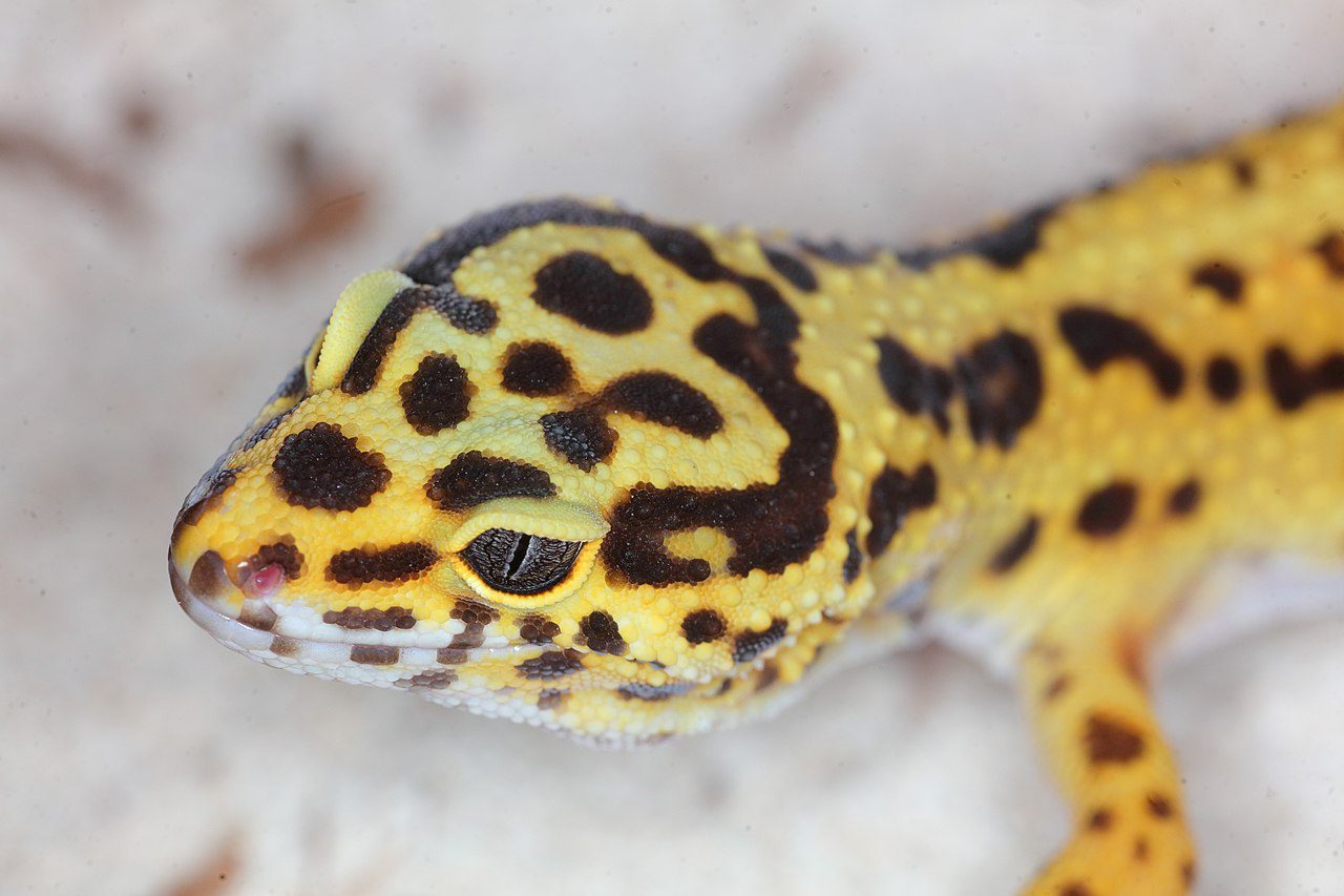 Are Leopard Geckos great exotic pets