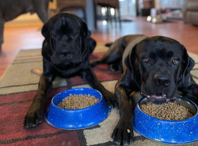 Are Male or Female Cane Corso Easier To Train? (Answered!)