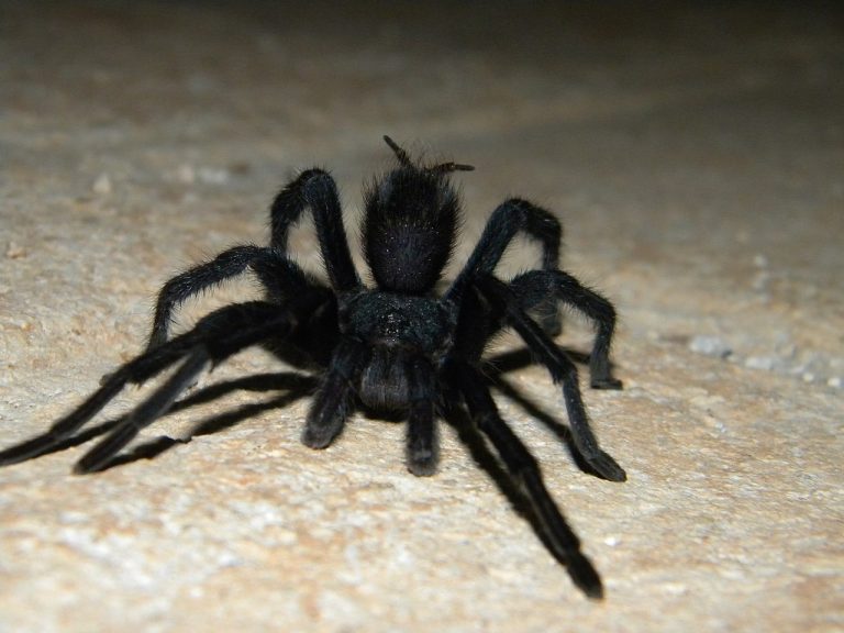 Are Tarantulas Good Pets To Have? (Answered!)