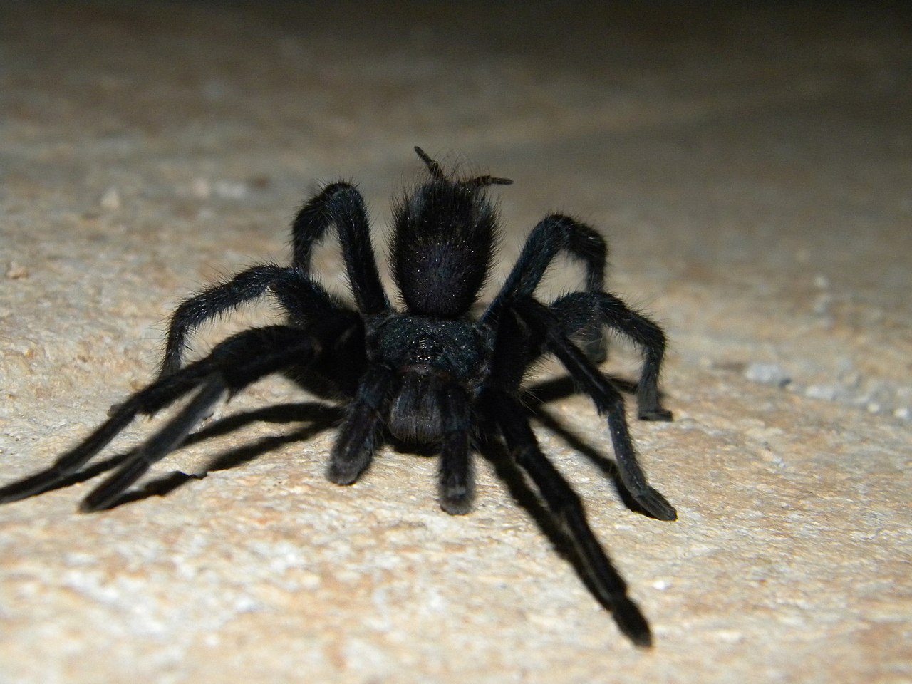 are-tarantulas-good-pets-to-have-answered