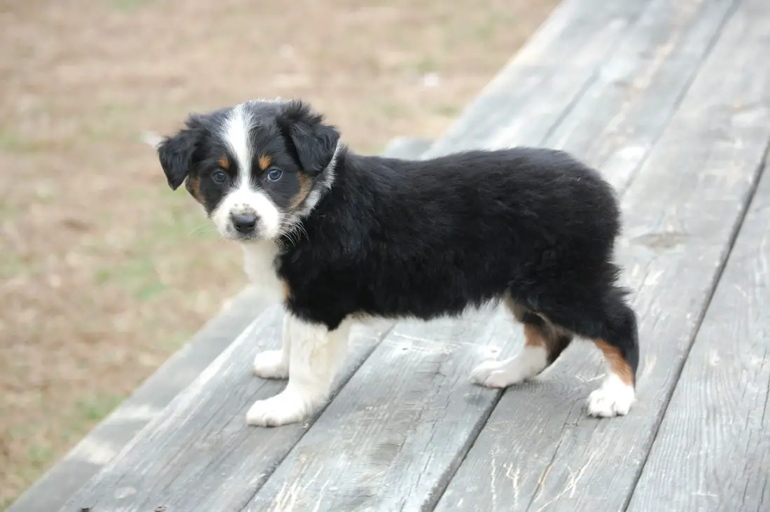 Can Australian Shepherds Be Left Alone? (Answered!)