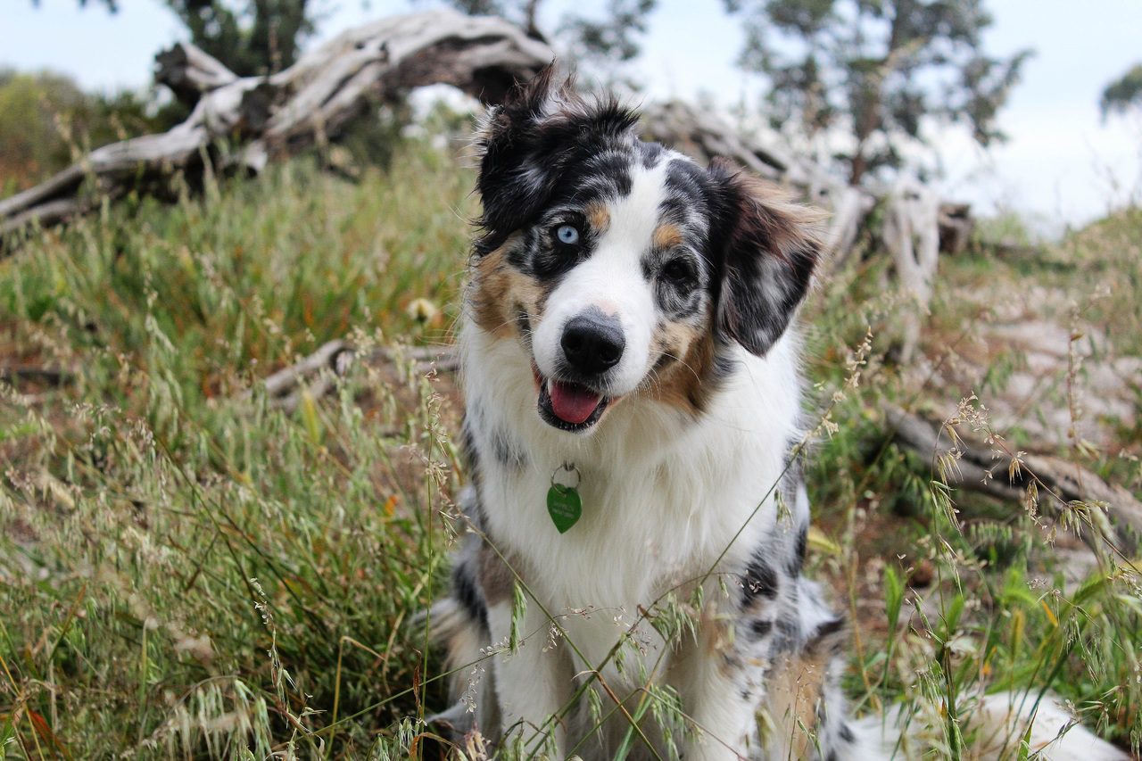 Can Australian Shepherds Live Outside? (Answered!)