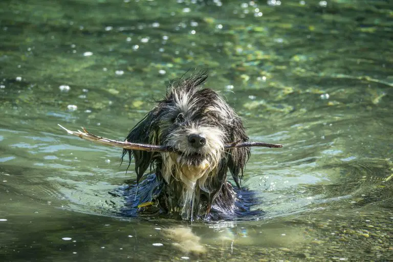 Can Bearded Collies Swim? Mine Swims Like a Pro!