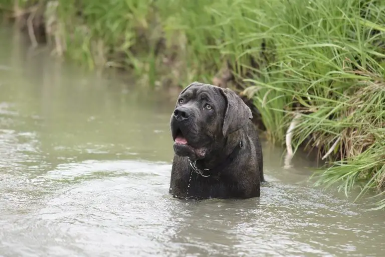 Can Cane Corso Swim? The Answer May Surprise You!
