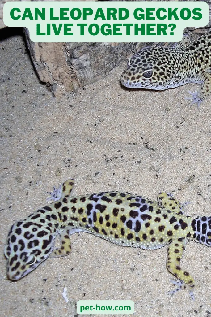 Can Leopard Geckos Live Together? (Explained!)